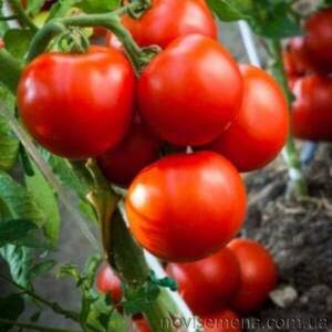 Томат "Хвиля" F1 1 000 с. (Hazera) Томат "Хвиля" F1 1 000 с. (Hazera)