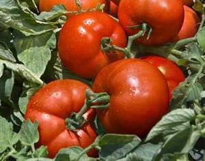 Томат "Трібека" F1 1 000 с. (Hazera)