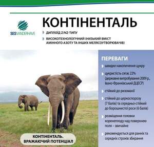 Насіння буряка цукрового "Континенталь" SESVANDERHAVE (драже)