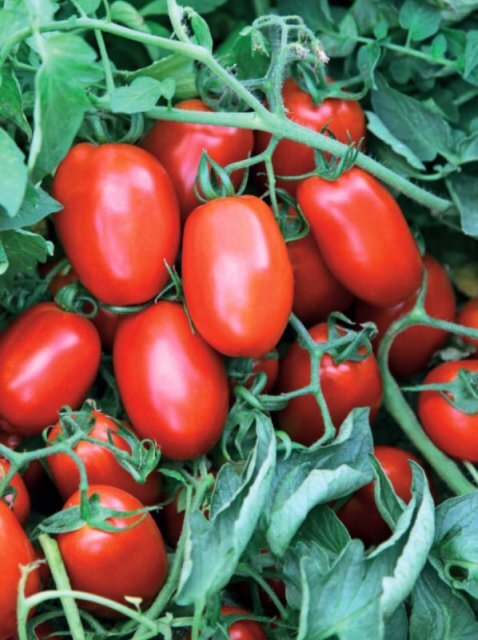 Томат Сурія F1 1000 c. (Hazera) Томат Сурія F1 1000 c. (Hazera)