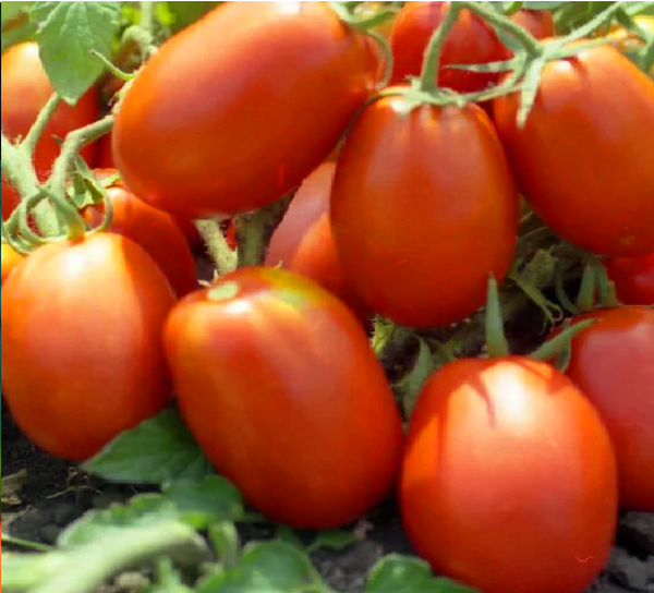 Томат Діадема F1 1000 c . (Hazera) Томат Діадема F1 1000 c . (Hazera)