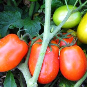 Томат Діадема F1 1000 c . (Hazera) Томат Діадема F1 1000 c . (Hazera)