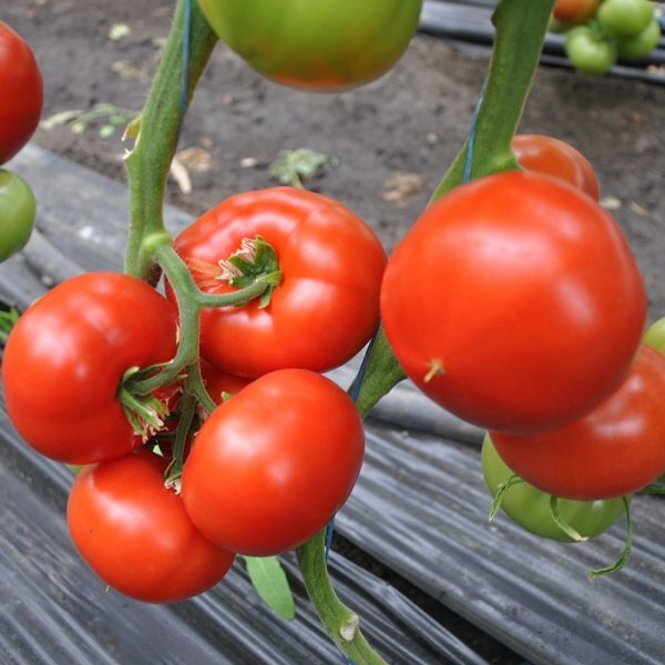 Томат Максін (27614) F1 500 c . (Hazera) Томат Максін (27614) F1 500 c . (Hazera)