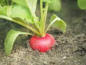 Редис Редис