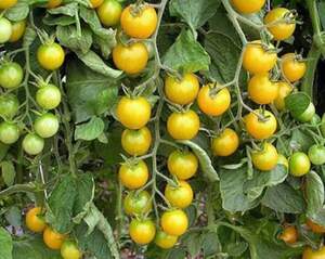 Томат Саммер Сан / Summer Sun F1 250 с. (Hazera) Томат Саммер Сан / Summer Sun F1 250 с. (Hazera)