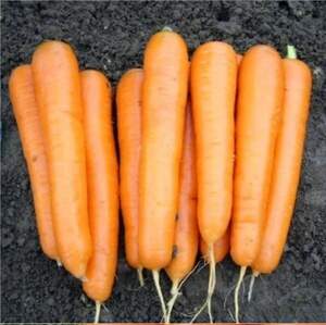 Морква "Аттіліо" F1 VD 100000 семена Хазера, (Hazera)