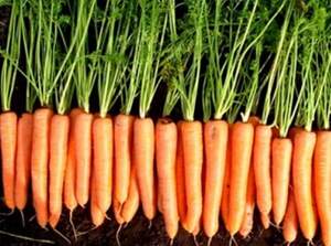 Морква "Волкано" F1 100 000 семена VD Хазера (Hazera)