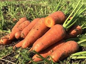 Морква "Емперор" F1 100 000 семена Хазера, (Hazera)