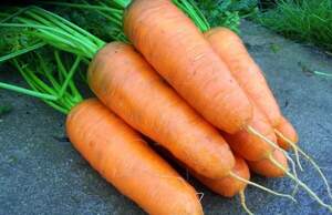 Морква "Шантане 2-Комет" 0.5 кг Хазера, (Hazera)