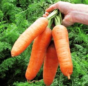 Морква "Діаменто" F1 (VAC-75) 100 000 с. Хазера, (Hazera)