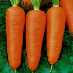 Морква "Діаменто" F1 (VAC-75) VD 100 000 с. Хазера, (Hazera)