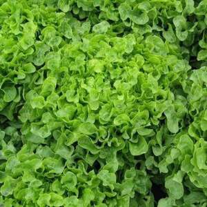 Салат "Роналі" 1 000 с. Хазера, (Hazera)