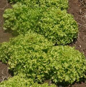 Салат "Роналі" 1 000 с. Хазера, (Hazera)