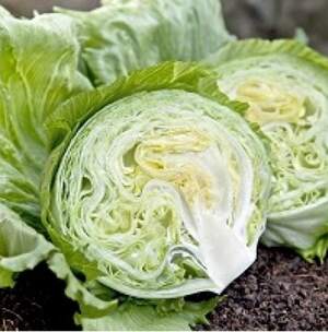 Салат "Вісмар" 1000 с. Хазера, (Hazera)