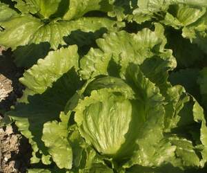 Салат "Грін Мун" (ICE 18140) 1000 с. Хазера, (Hazera)