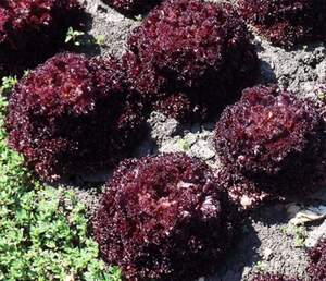 Салат "Матодор" 5 р. Хазера, (Hazera) Салат "Матодор" 5 р. Хазера, (Hazera)