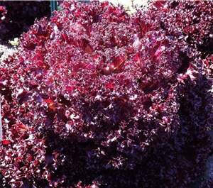 Салат "Матодор" драже 5000 с. Хазера, (Hazera)