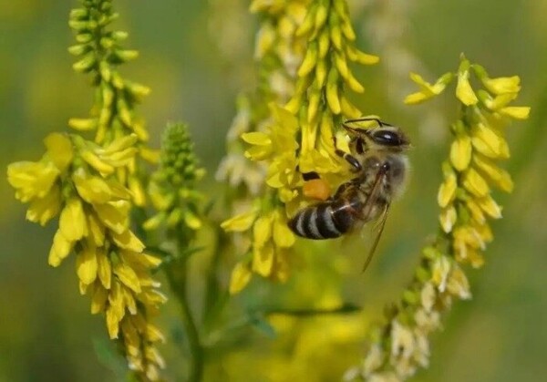 Насіння Буркун (Донник) медонос 0,4 кг. WoS Насіння Буркун (Донник) медонос 0,4 кг. WoS