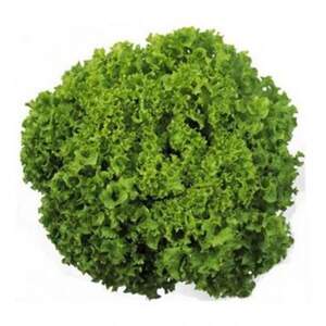 Салат "Кріска" 5 м. Хазера, (Hazera)