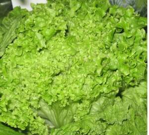 Салат "Кріска" 5 м. Хазера, (Hazera)