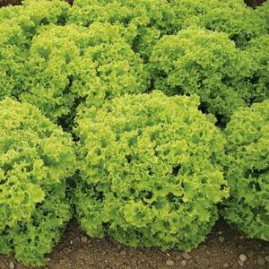 Салат "Кріска" 5 м. Хазера, (Hazera)