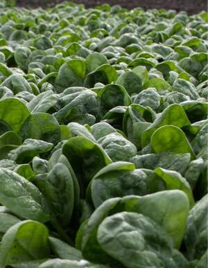 Шпинат "Хадсон" F1 50 000 с. Хазера, (Hazera)