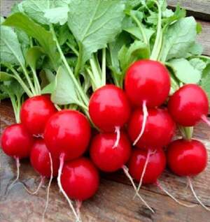 Редис "Меліто" F1 25 000 с. Хазера, (Hazera)