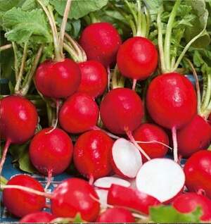 Редис "Меліто" F1 250 г. Хазера, (Hazera)