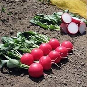 Редис "Меліто" F1 калібр. 25 000 с. Хазера, (Hazera)