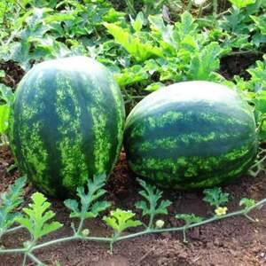 Кавун "Отаман" F1 1 000 с. Хазера, (Hazera)