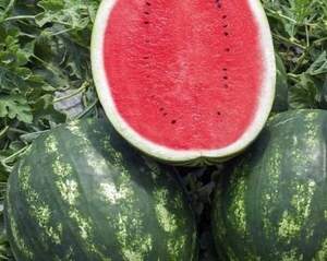 Кавун "Міракл" F1 500 с. Хазера, (Hazera)