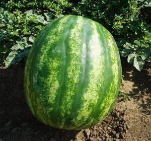 Кавун "Міракл" F1 500 с. Хазера, (Hazera)