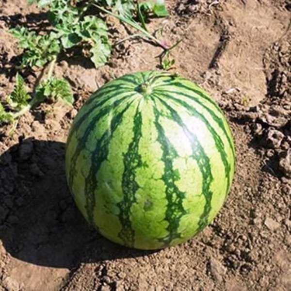 Кавун Кавун