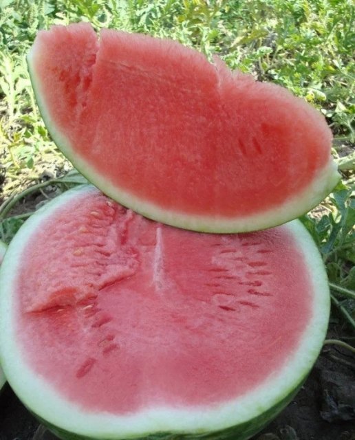 Кавун Кавун