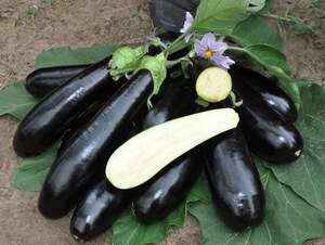 Баклажан Мадалена F1, 1000 нас. (Hazera)