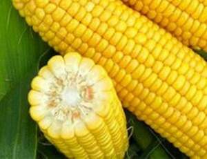 Кукурудза Харді F1 (SH2) 100 000 с. Хазера, (Hazera)