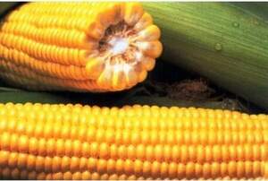 Кукурудза Харді F1 (SH2) 5 000 с. Хазера, (Hazera)