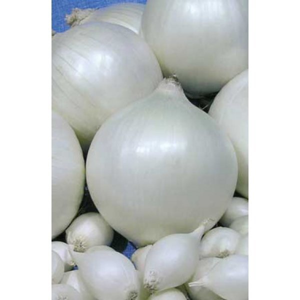 Цибуля саджанка Сноубол / Snowball 0,5 кг (Nederland) Цибуля саджанка Сноубол / Snowball 0,5 кг (Nederland)