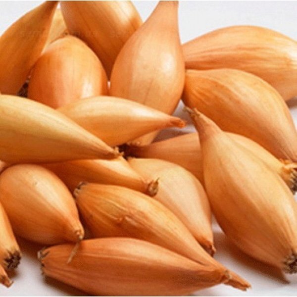 Цибуля саджанка озима Бамбергер / Bamberger 0,5 кг Netherlands Цибуля саджанка озима Бамбергер / Bamberger 0,5 кг Netherlands