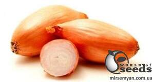 Цибуля саджанка озима Бамбергер / Bamberger 10 кг Netherlands