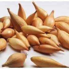 Цибуля саджанка озима Бамбергер / Bamberger 10 кг Netherlands Цибуля саджанка озима Бамбергер / Bamberger 10 кг Netherlands