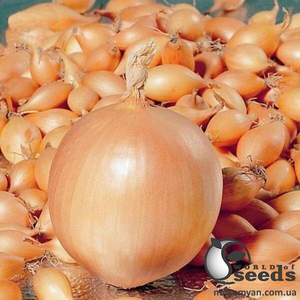 Цибуля саджанка Оліна 10 кг (Netherlands) Цибуля саджанка Оліна 10 кг (Netherlands)