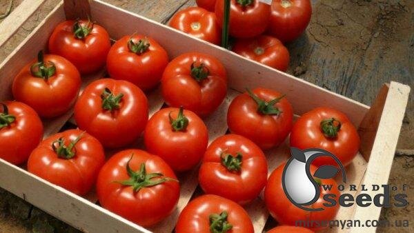 Насіння томату Клад F1 250 нас. Lark Seesd USA Насіння томату Клад F1 250 нас. Lark Seesd USA