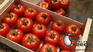 Насіння томату "Клад" F1 1000 с. Lark Seesd USA