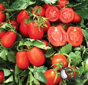 Насіння томату 
