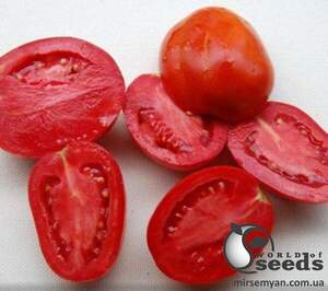 Насіння томату "Платон" F1 10000 с. Lark Seesd USA Насіння томату "Платон" F1 10000 с. Lark Seesd USA