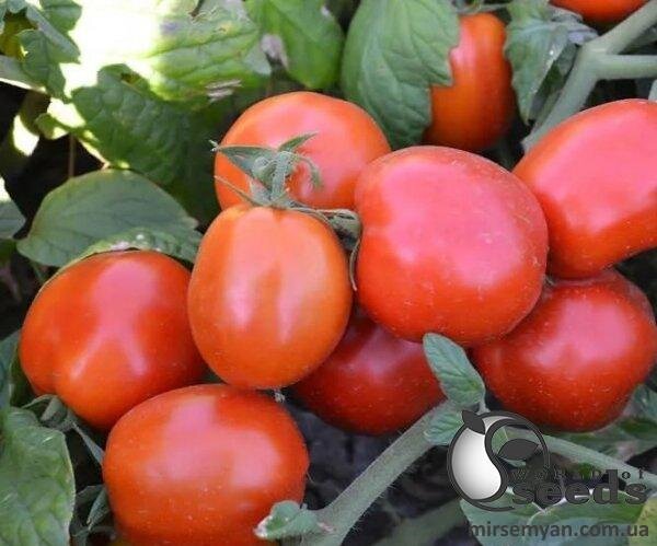 Насіння томату "Грандо" F1 5000 с. Lark Seesd USA Насіння томату "Грандо" F1 5000 с. Lark Seesd USA