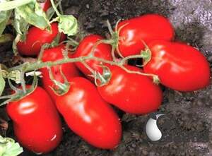 Насіння томату "Харді" F1 5000 с. Lark Seesd USA