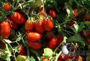 Насіння томату "Харді" F1 5000 с. Lark Seesd USA