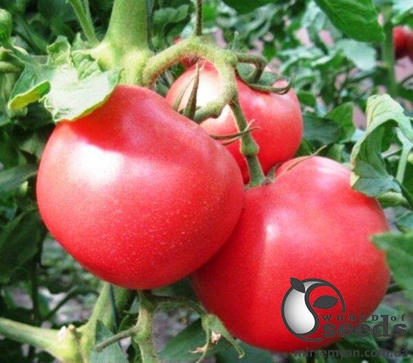 Насіння томату "1804" F1 250 с. Lark Seesd USA Насіння томату "1804" F1 250 с. Lark Seesd USA